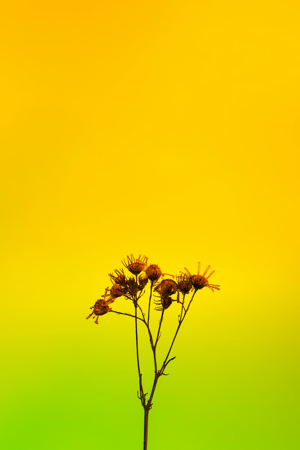 a yellow and green background with a plant in the foreground
