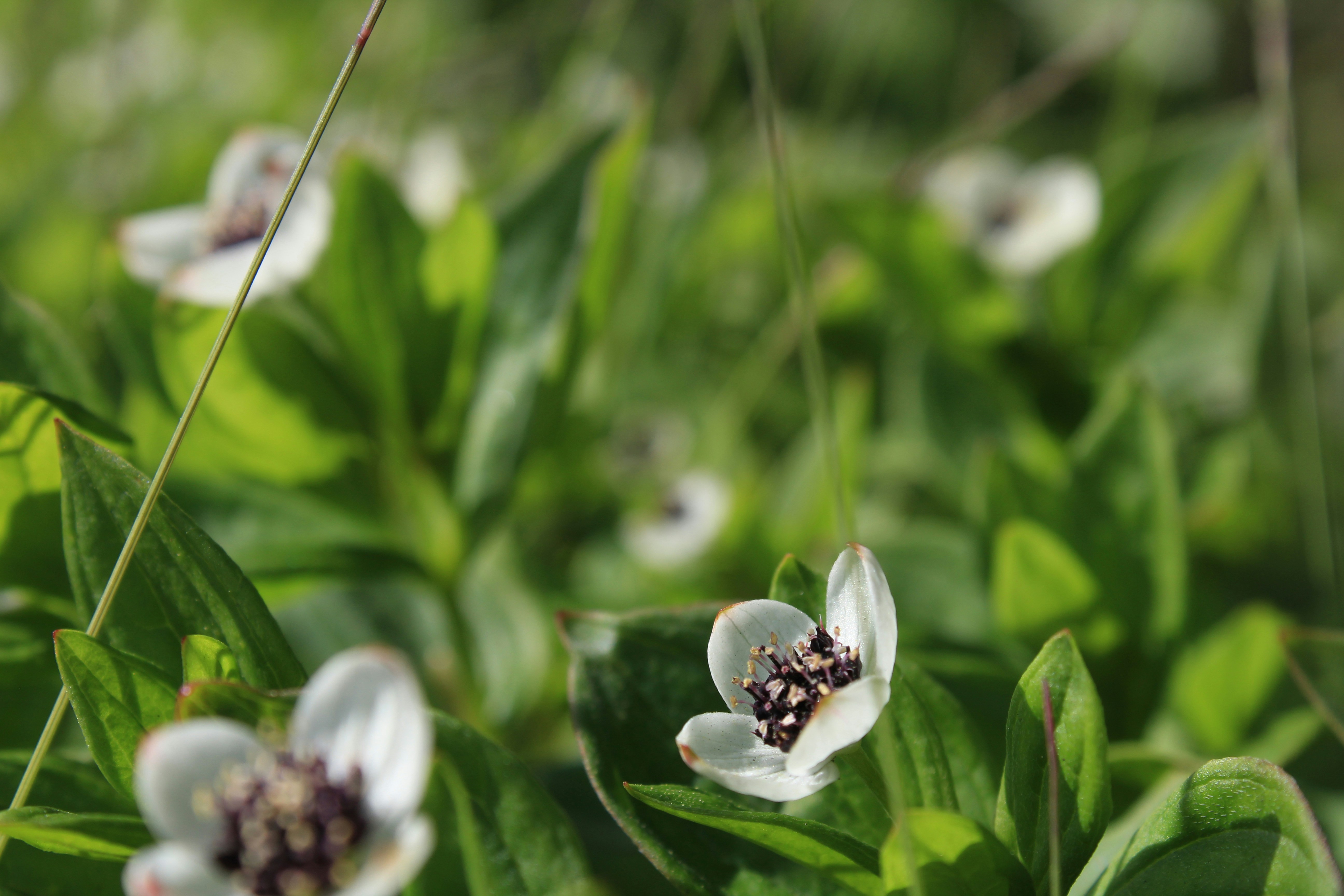 a group of white flowers sitting on top of a lush green field
