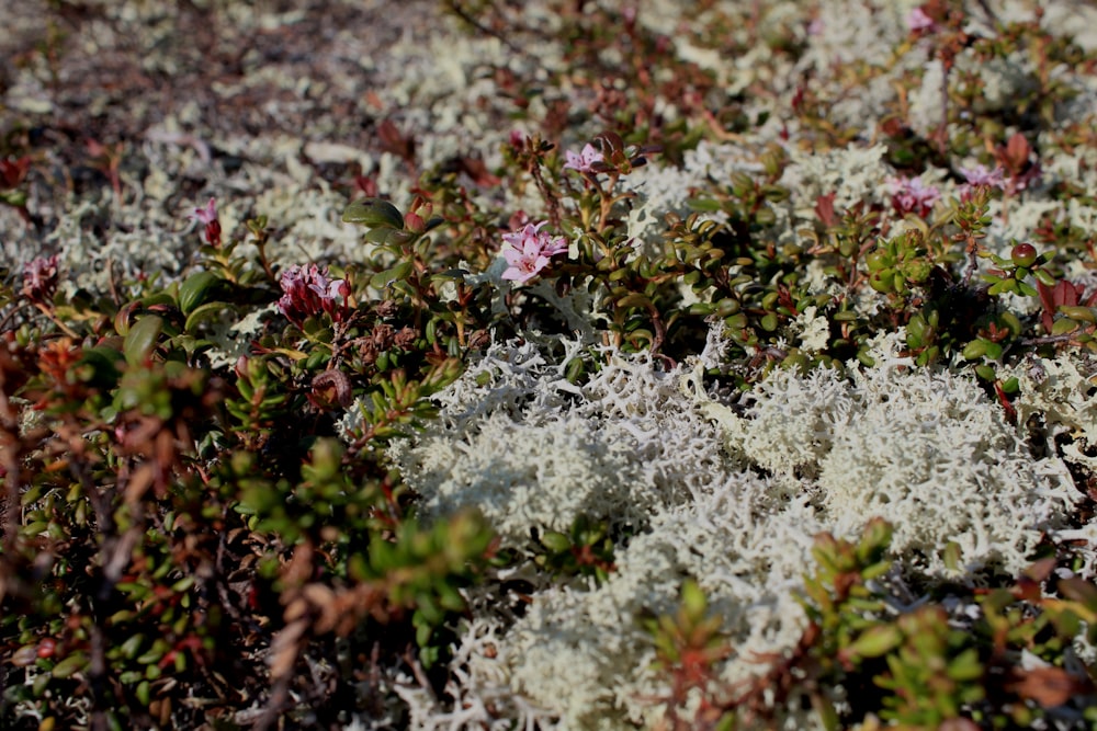 a close up of a patch of grass with white and red flowers