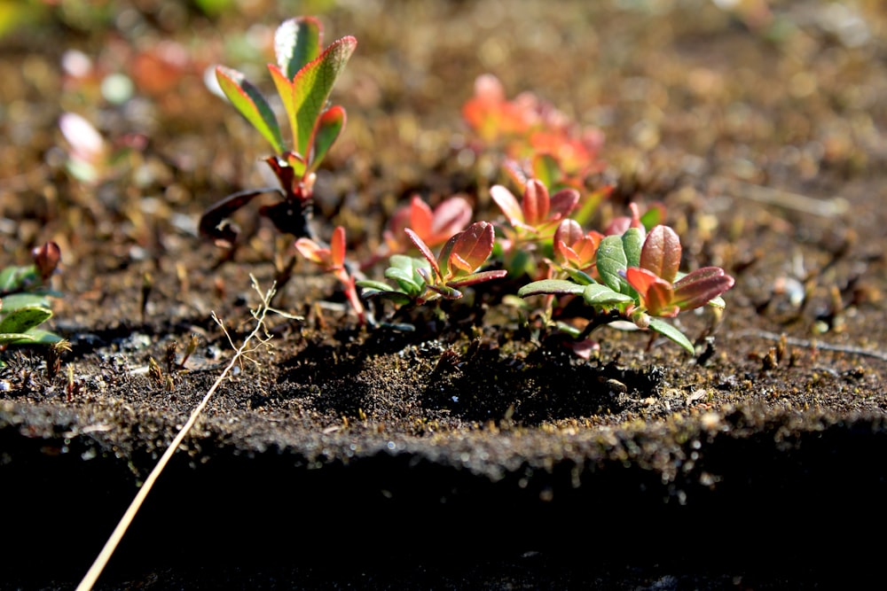 a close up of a plant growing out of the ground