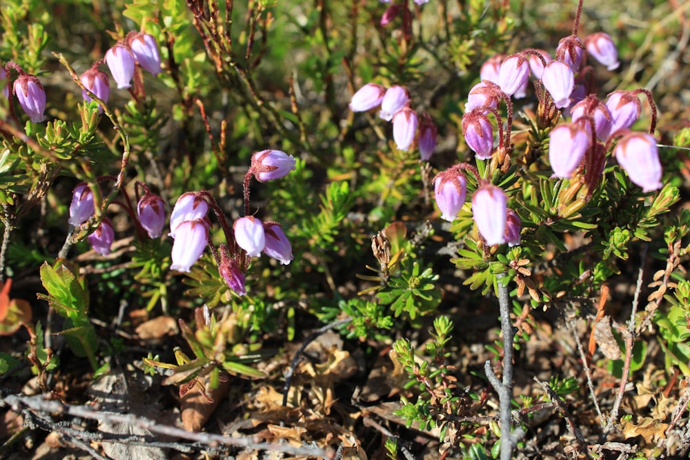 a group of purple flowers growing out of the ground