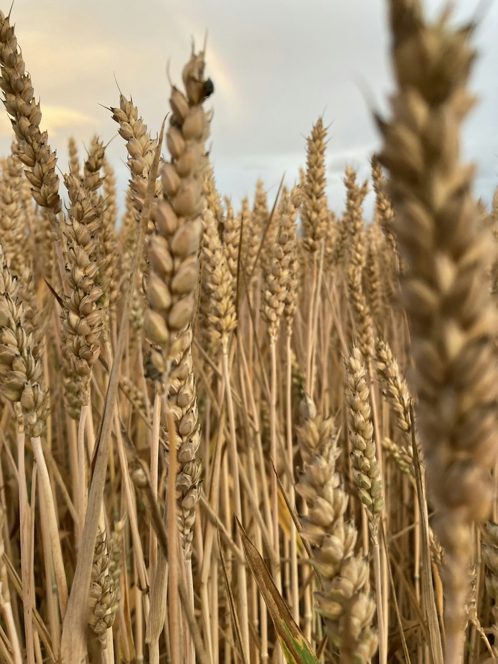 a field of wheat with a sky in the background