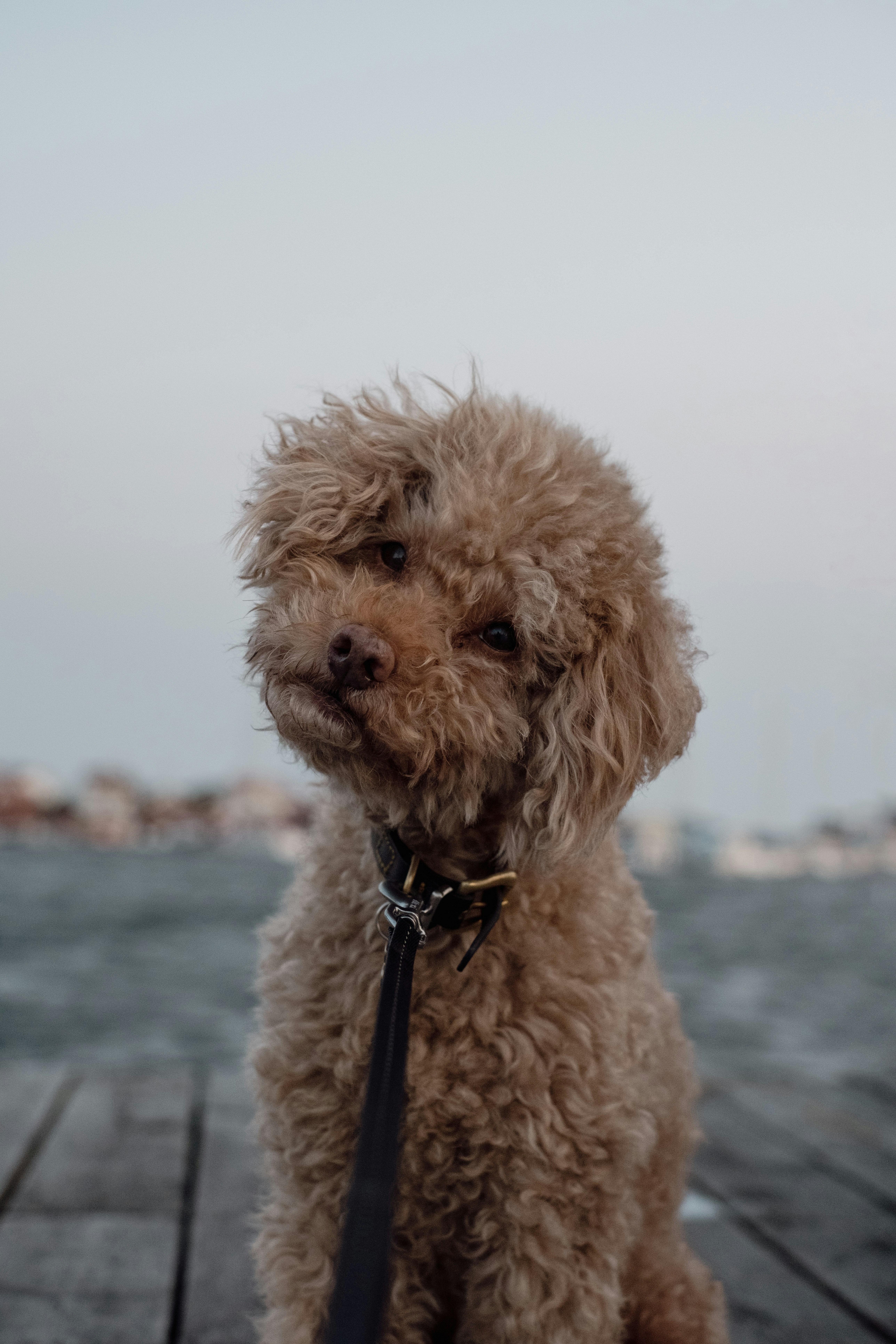um cão marrom sentado em cima de um píer de madeira