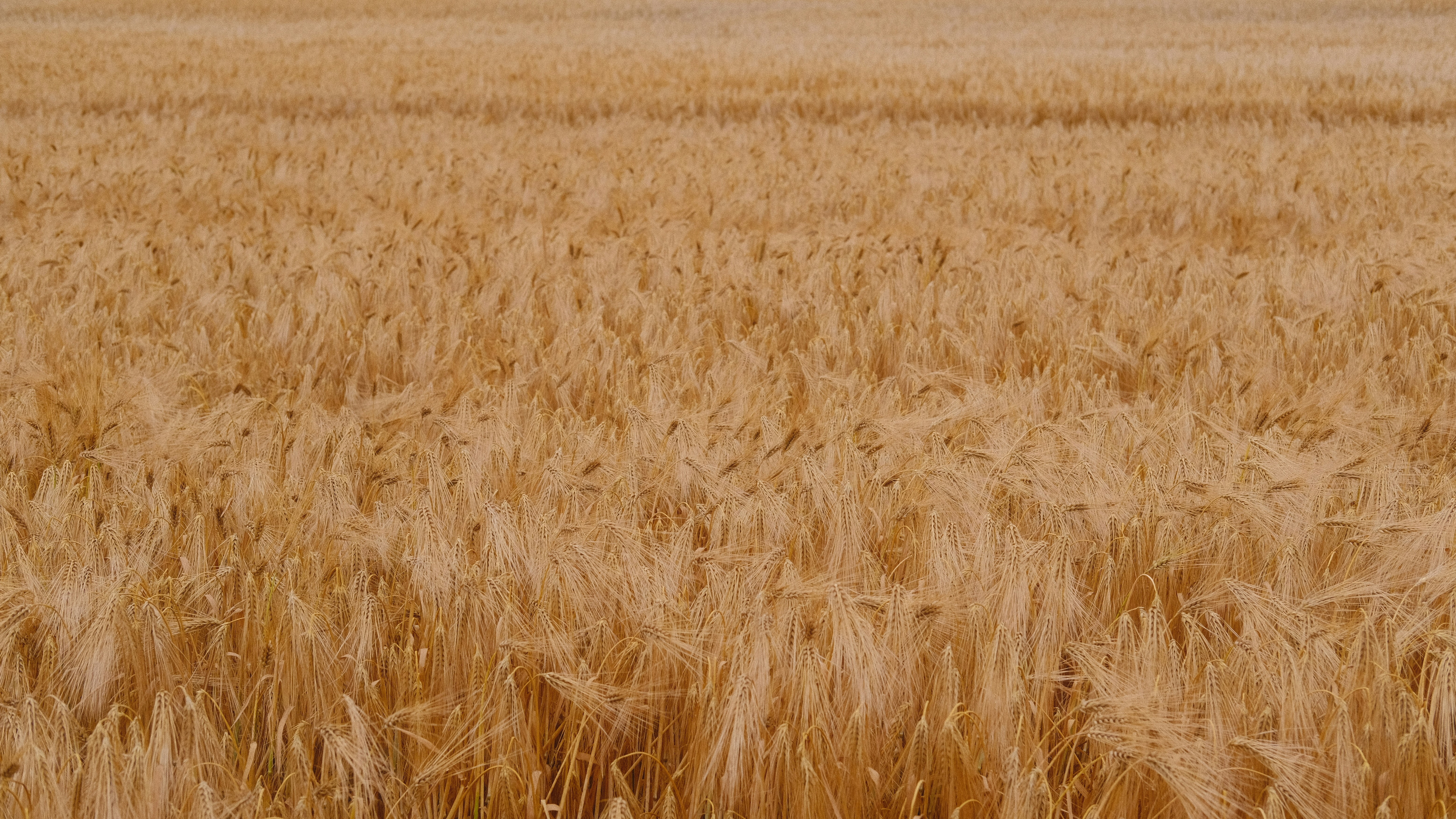 Wheat field