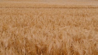a large field of wheat is shown in the foreground
