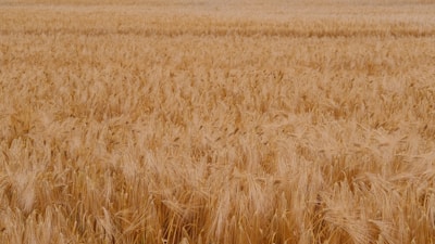 a large field of wheat is shown in the foreground