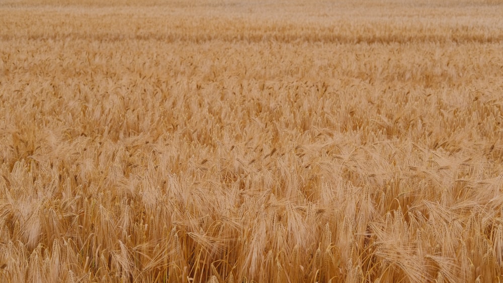 Un gran campo de trigo se muestra en primer plano