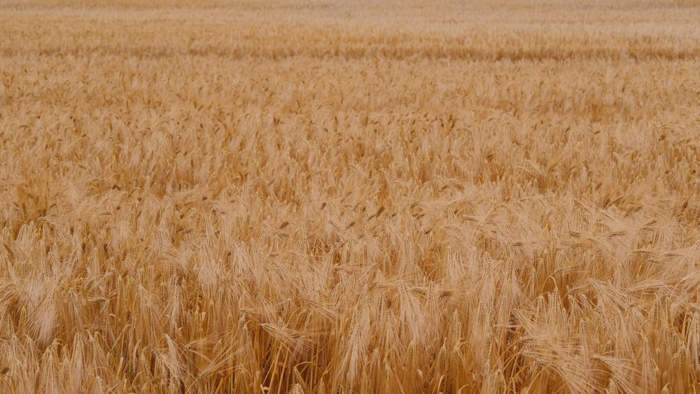 Um grande campo de trigo é mostrado em primeiro plano