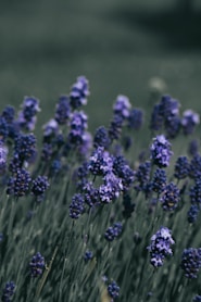a bunch of purple flowers in a field