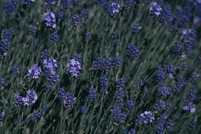 A peaceful scene of lavender flowers swaying gently in a summer breeze