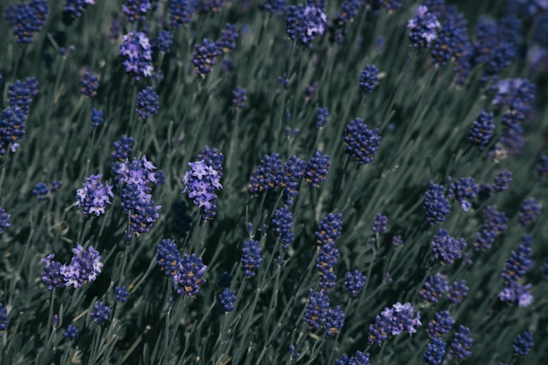 A peaceful lavender field under soft pastel skies, evoking calm and connection