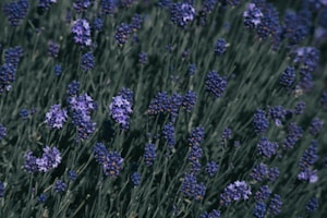 Calming Lavender Oil