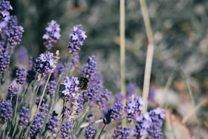 a close up of a bunch of purple flowers