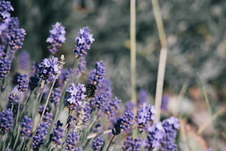 a close up of a bunch of purple flowers