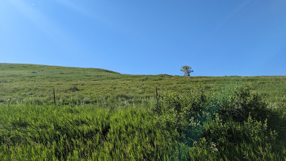 a grassy field with a tree on top of it