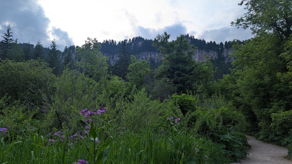 a path through a forest with tall grass and purple flowers