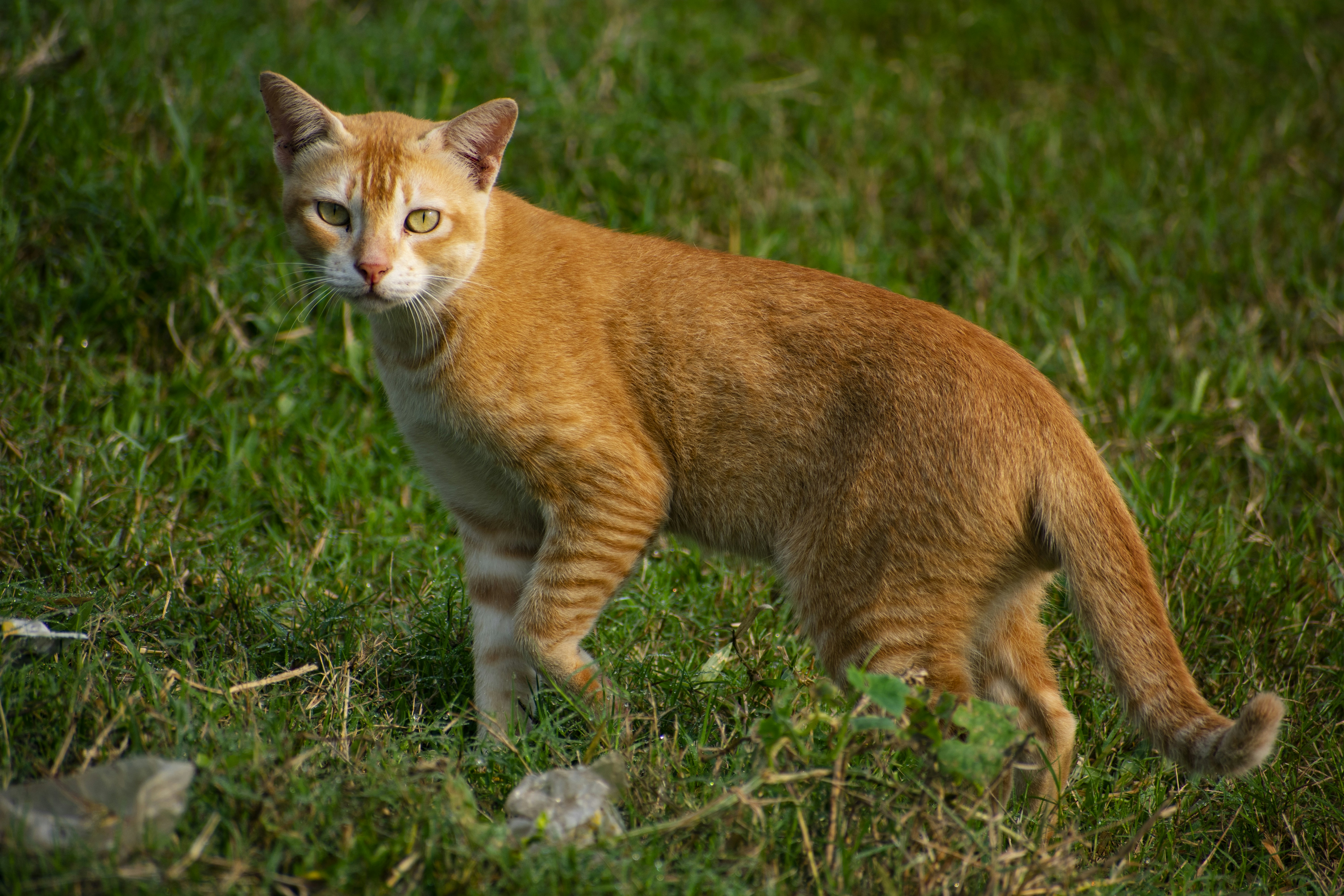 a cat standing in the grass looking at the camera