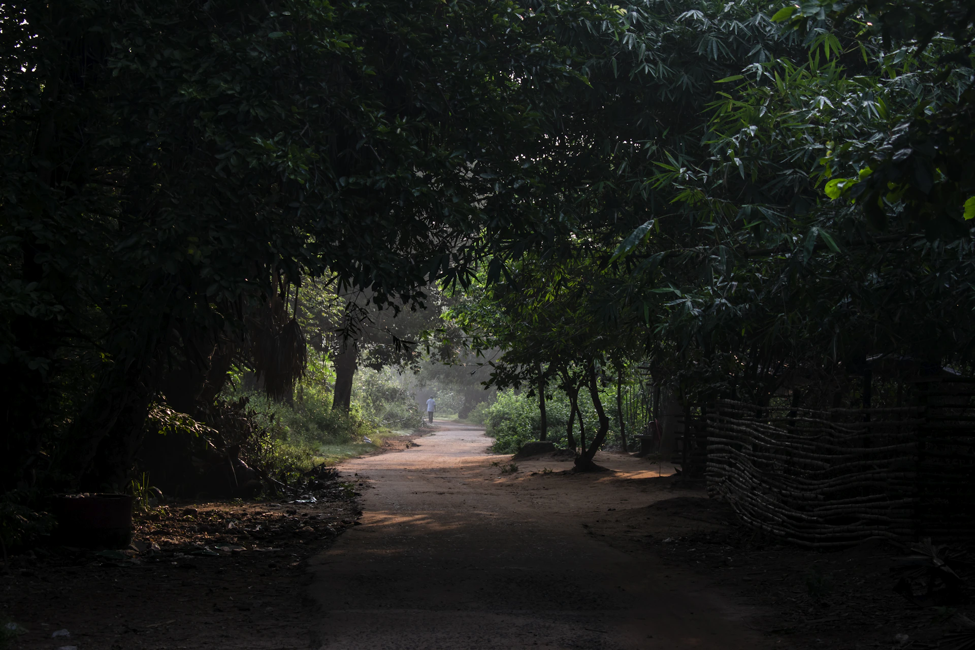 a dirt road surrounded by trees and bushes