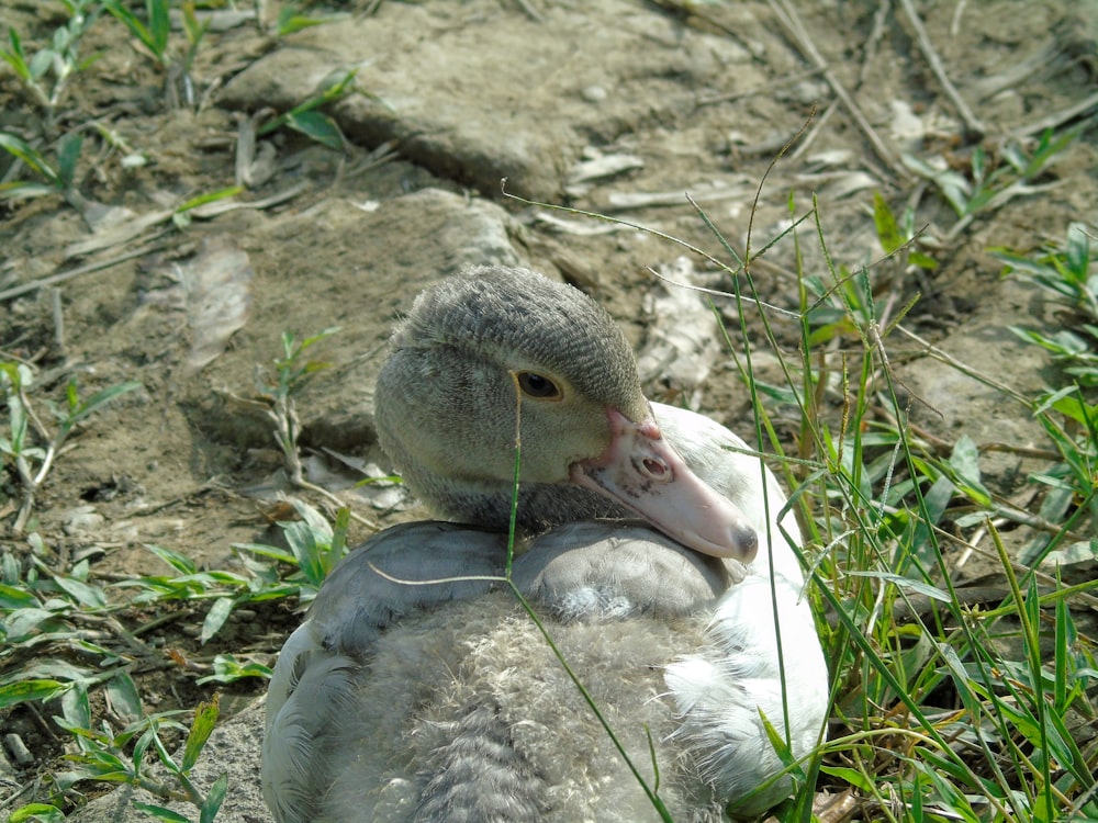 a duck sitting on top of a rock in the grass