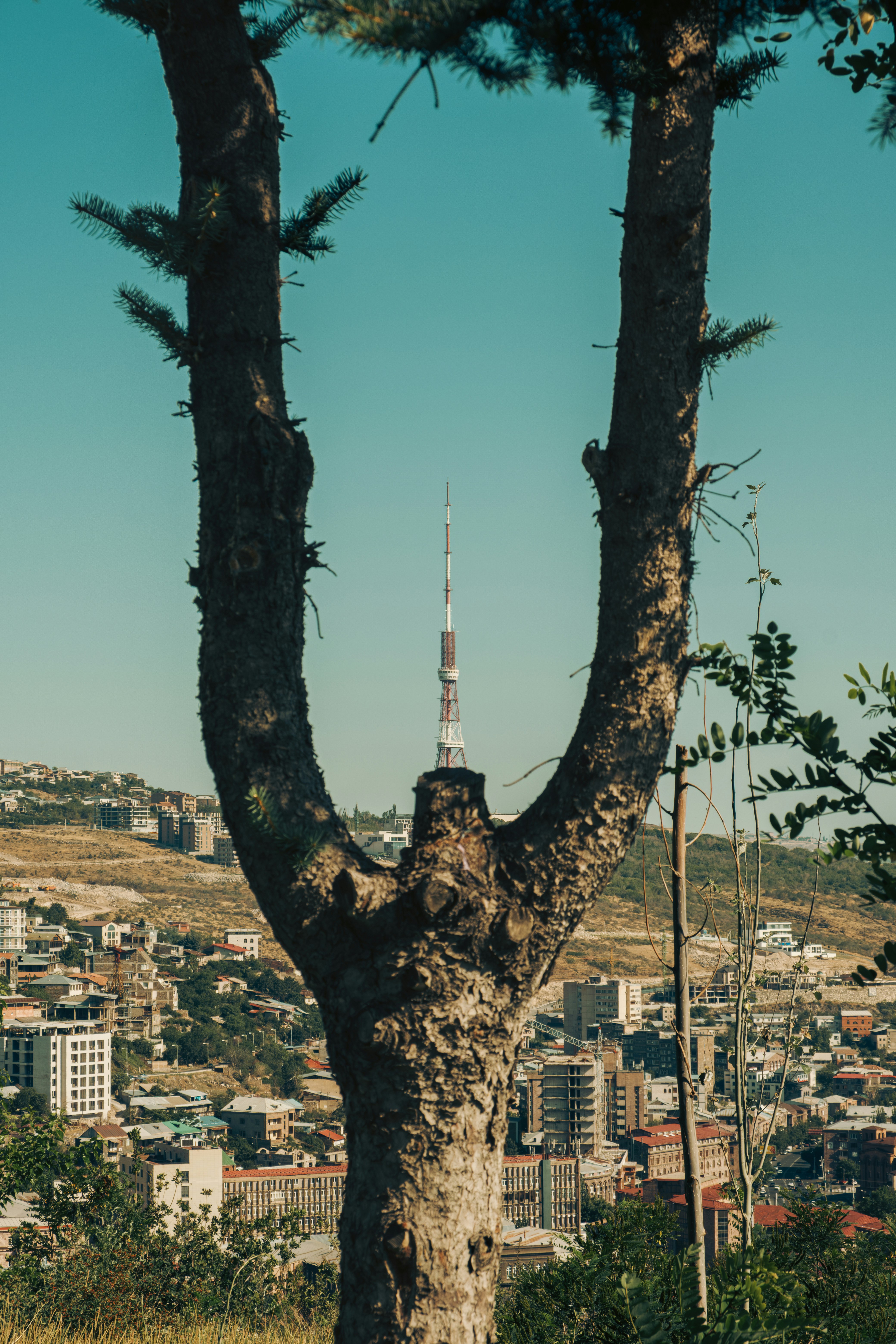 a view of a city from behind a tree
