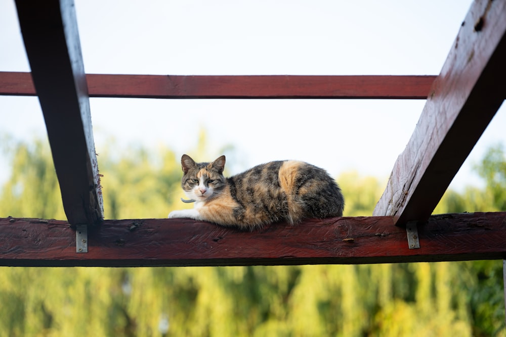 a cat sitting on top of a wooden beam