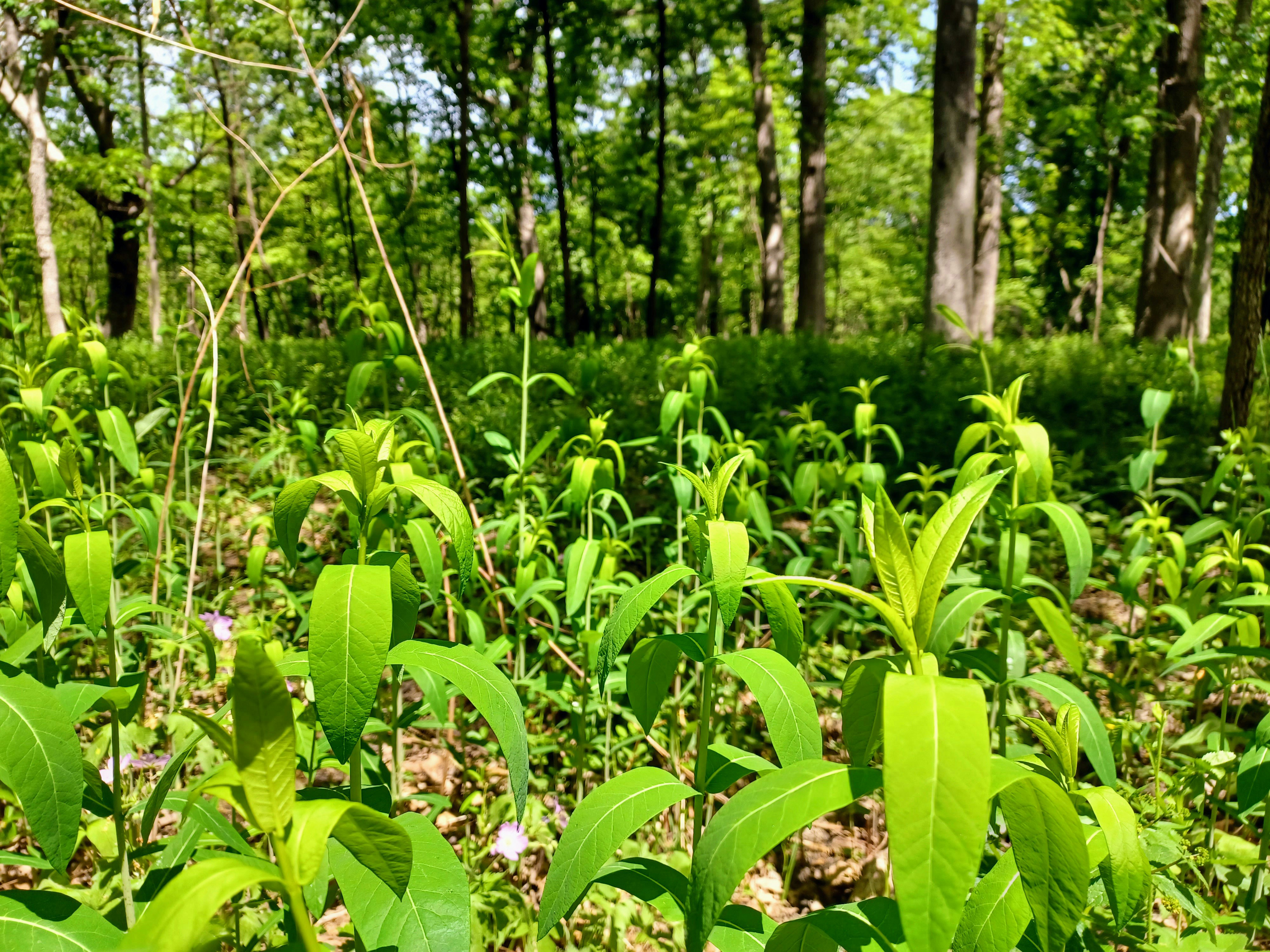 A lush green forest filled with lots of trees photo – Free Land Image ...