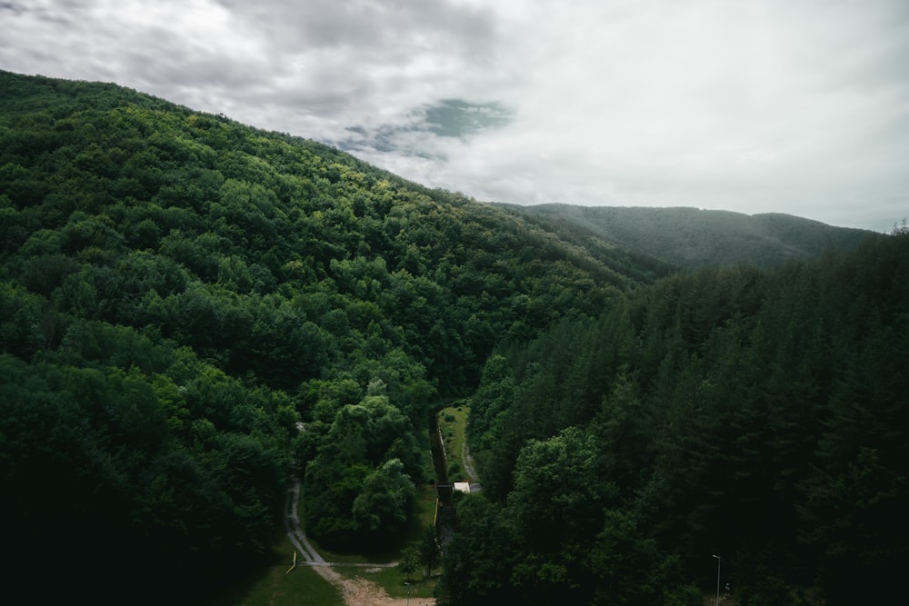 a lush green forest filled with lots of trees