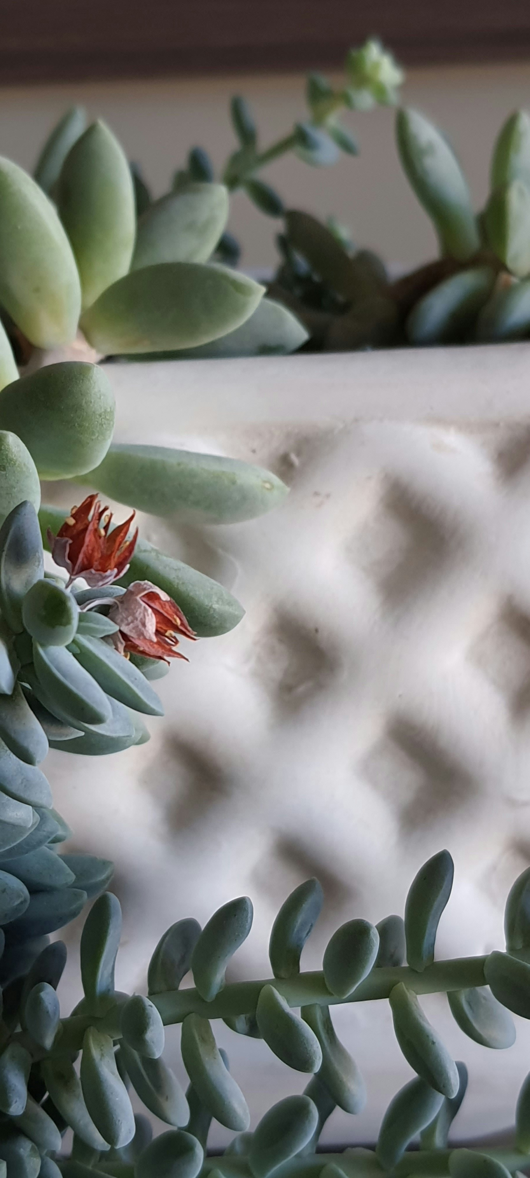 Custom 3D Flower Pots