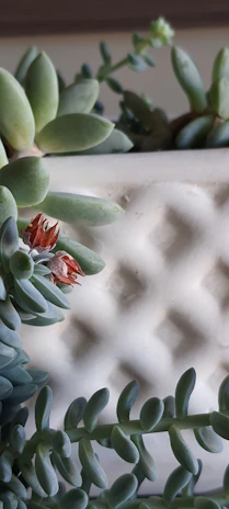 Close-up of a vibrant succulent collection in colorful ceramic pots.