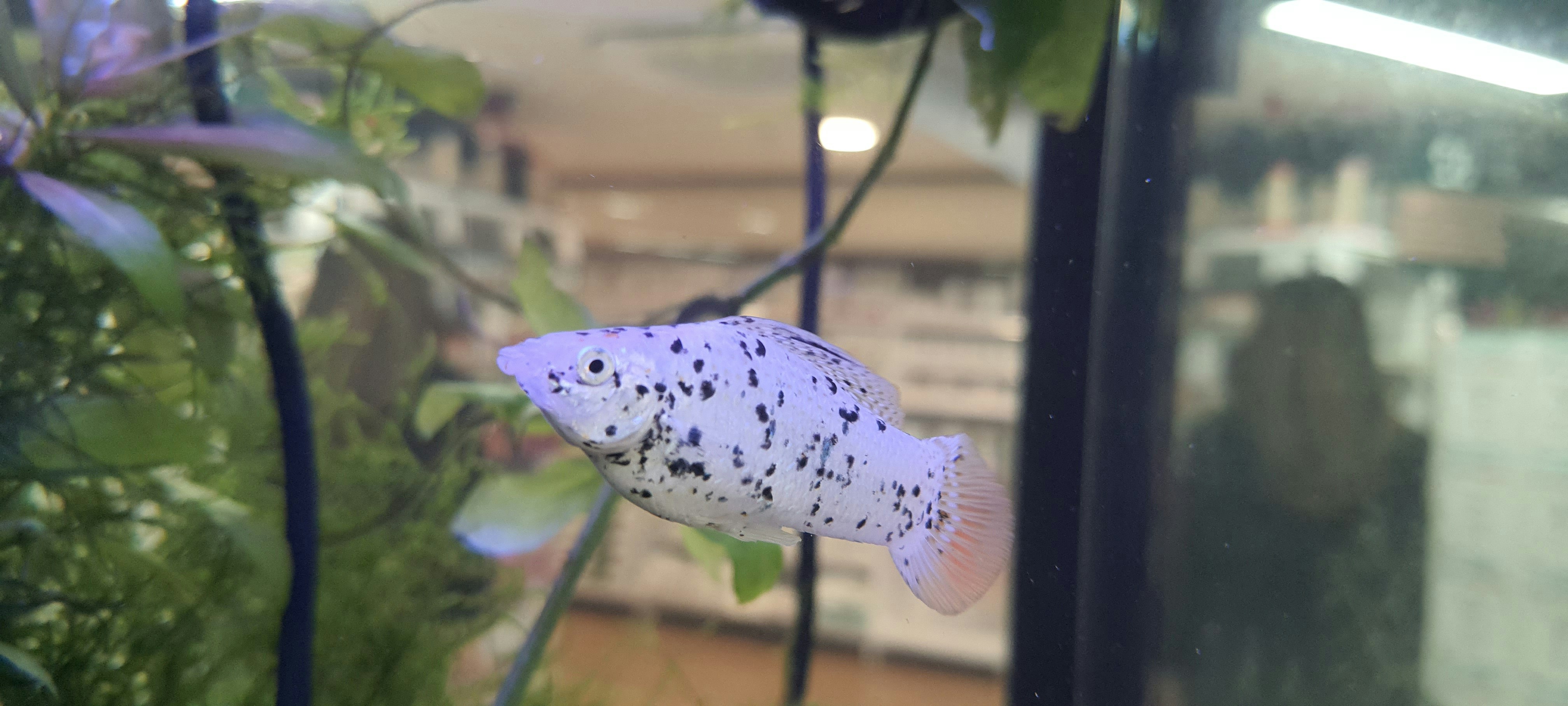 Pecera Acuario Robledo