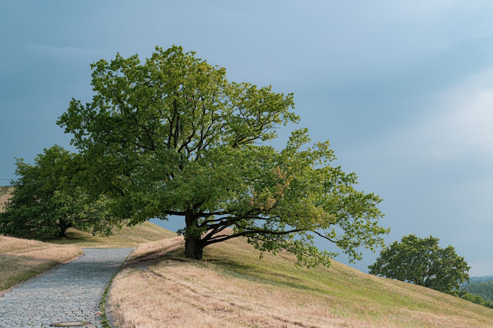 a tree on top of a hill with a path leading to it