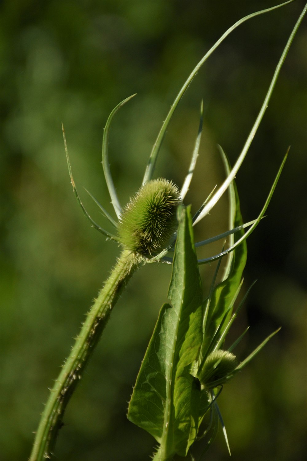 a close up of a green insect on a plant