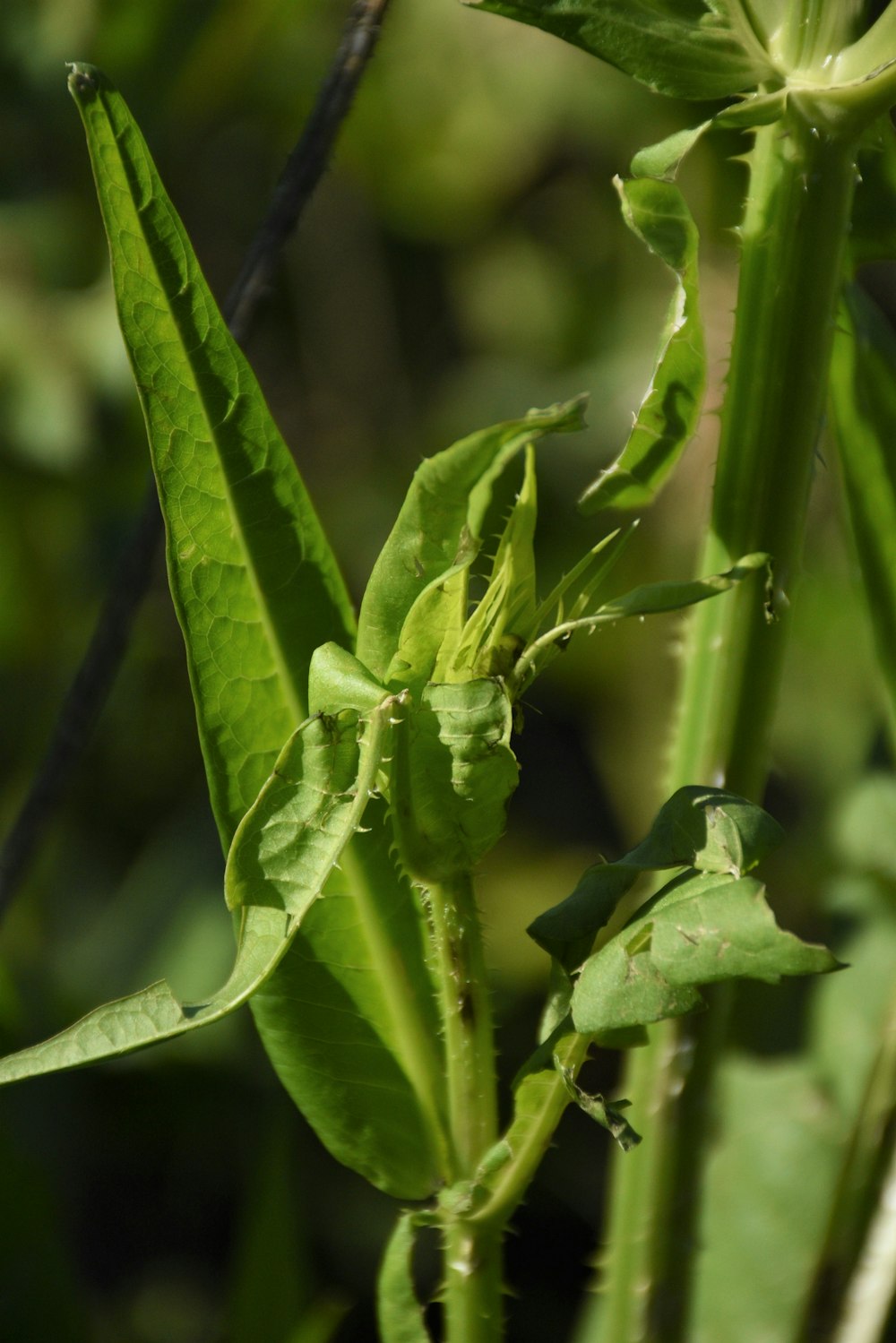 a close up of a green plant with leaves