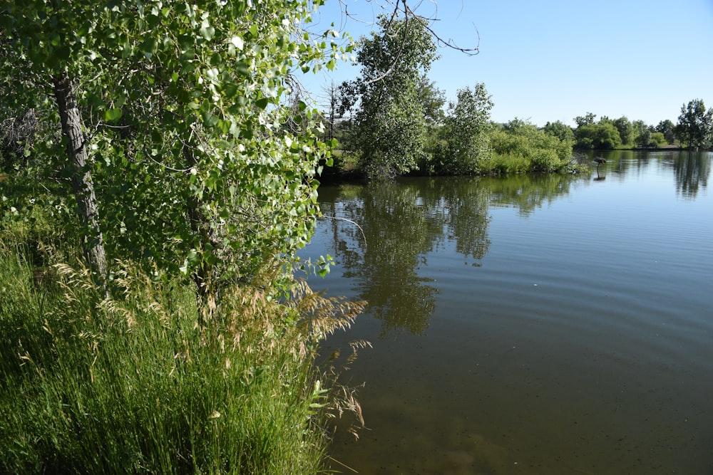 a body of water surrounded by trees and grass