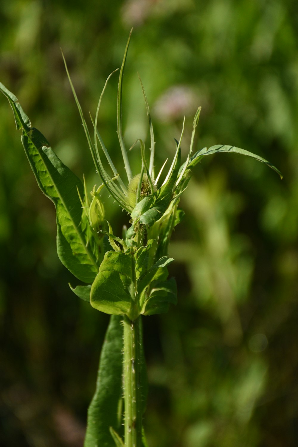 a close up of a green insect on a leaf