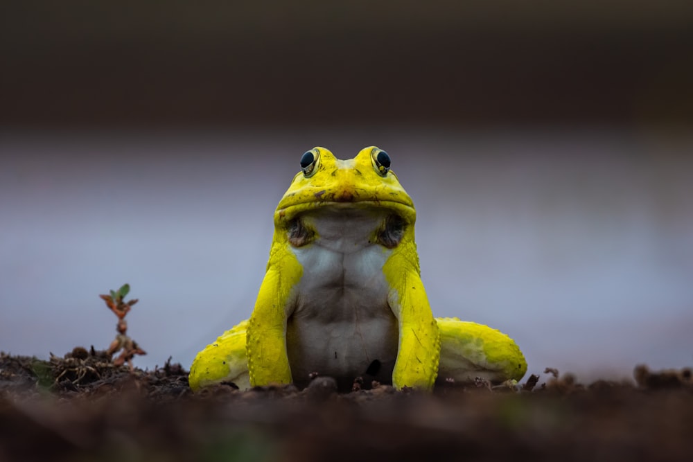 Una rana amarilla y blanca sentada en el suelo