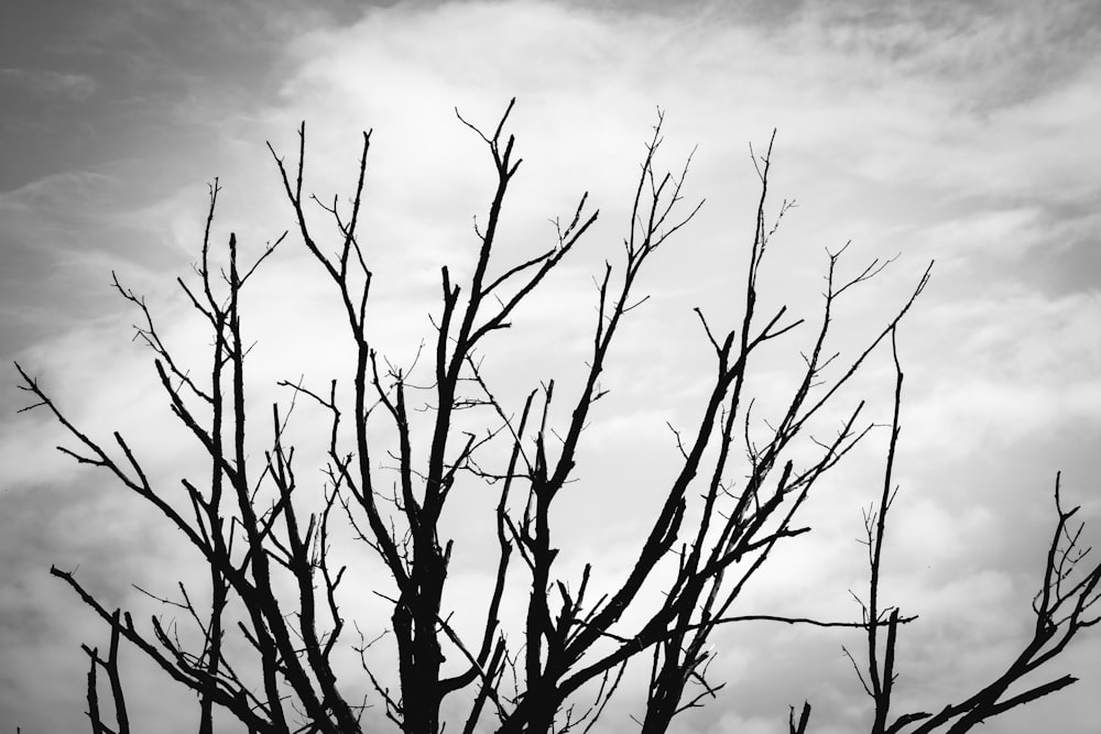 a black and white photo of a tree without leaves