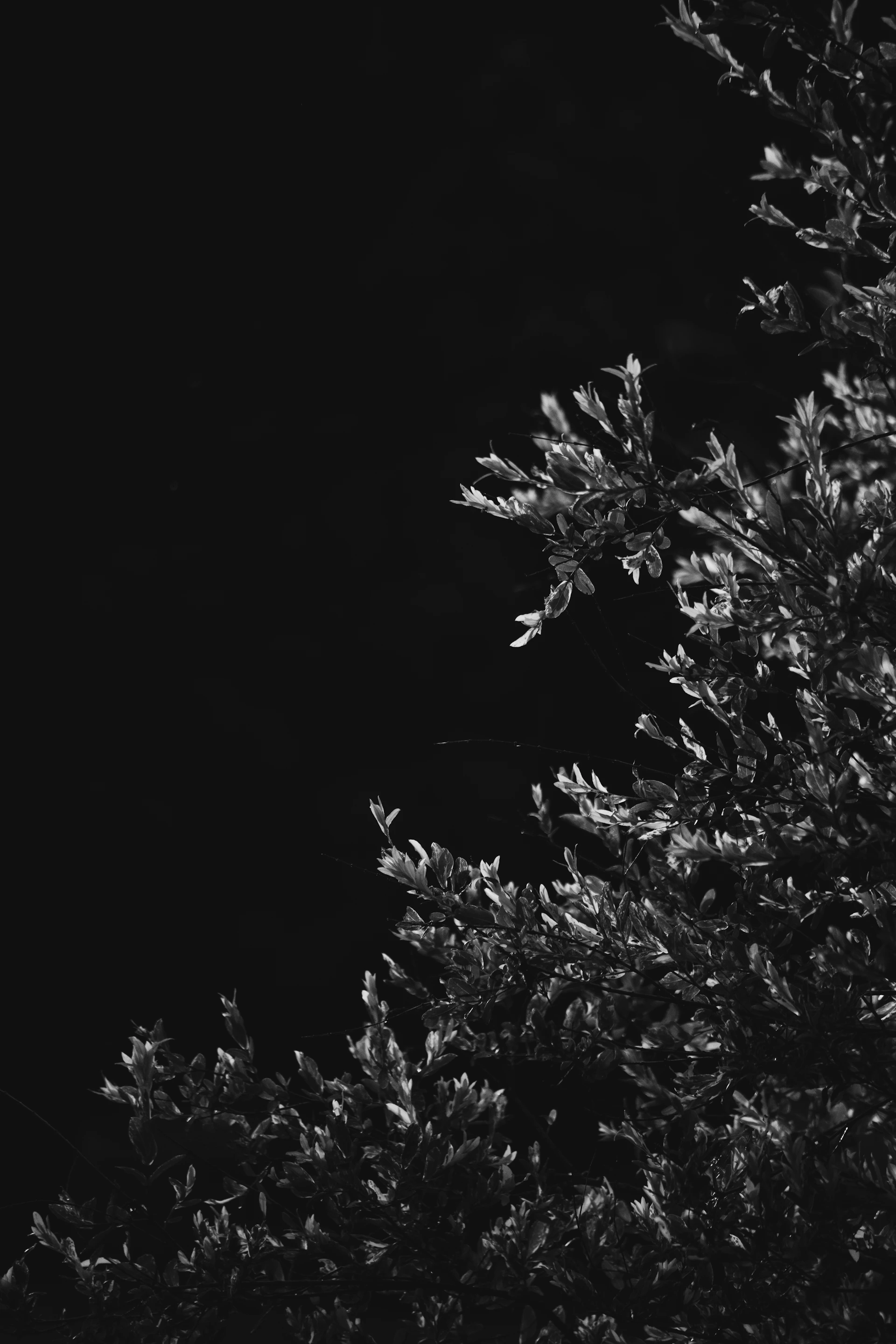 a black and white photo of a tree