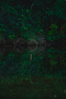 A dark and lush forest scene featuring dense green foliage with a small patch of straw-like grass in the center. The image includes a reflective body of water at the bottom, and a brightly colored fishing float is visible amidst the greenery.