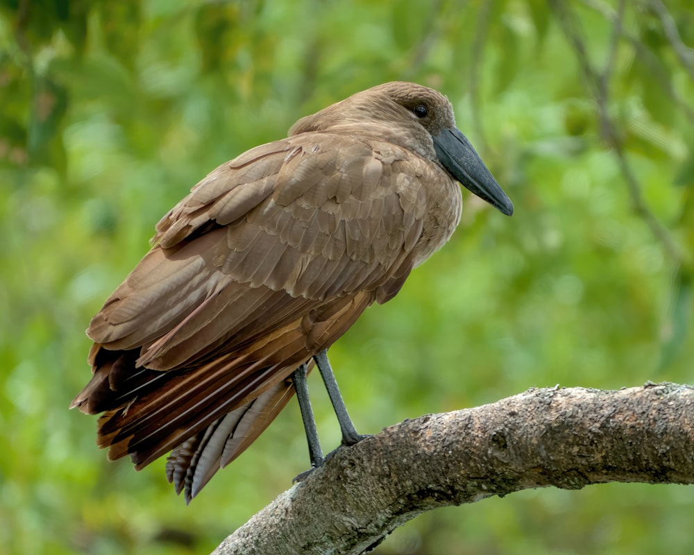 a brown bird sitting on a tree branch