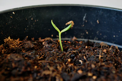 Damping Off Seedlings India Prevention Trichoderma