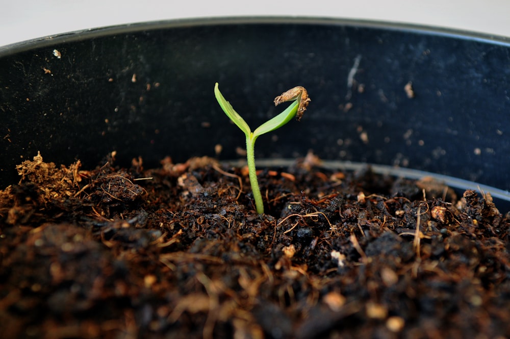 a young plant sprouts from the ground