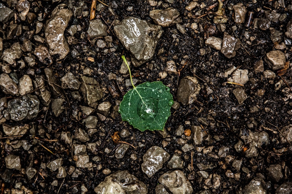 a green leaf sitting on top of a pile of rocks