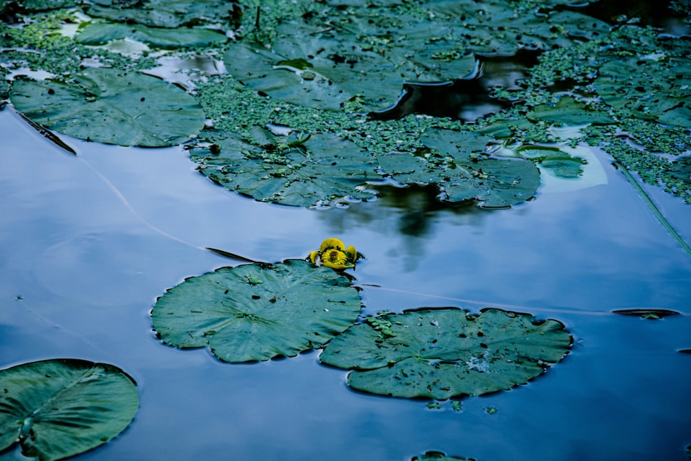 a yellow flower sitting on top of lily pads
