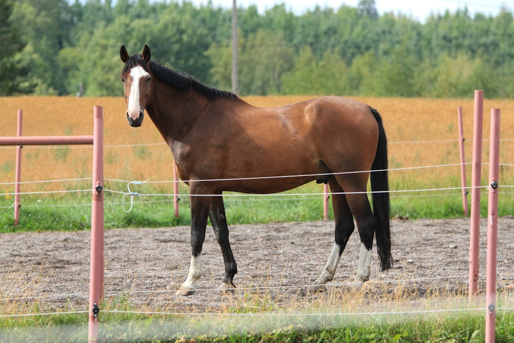 a brown horse standing in a field behind a fence