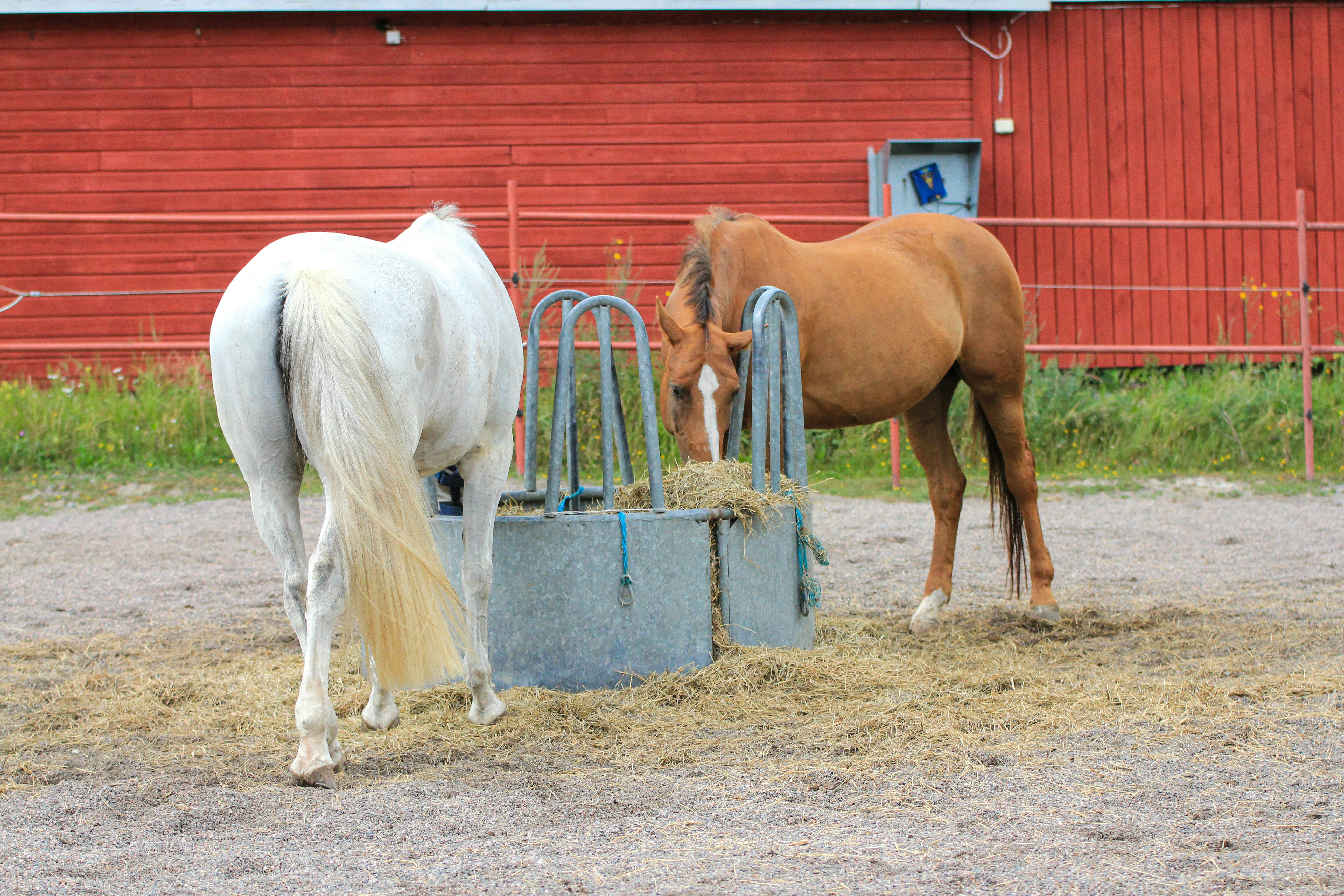 a couple of horses standing next to each other