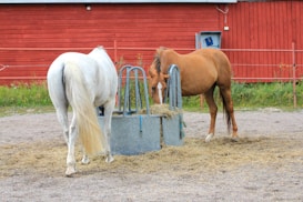 Two horses are near a metal trough filled with hay, on a gravel surface. The horses, one white and the other brown, appear to be feeding. In the background, there is a red wooden barn with some greenery around the base.