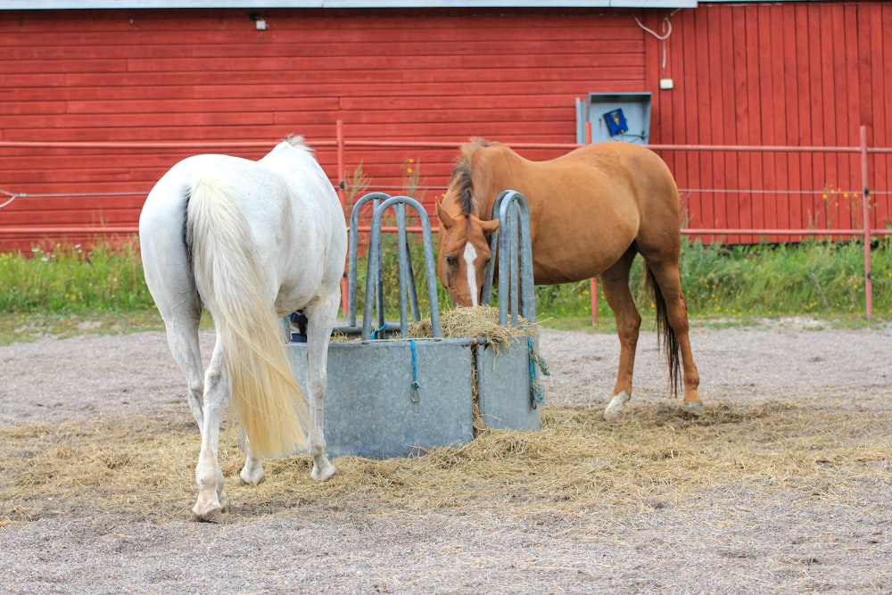 a couple of horses standing next to each other