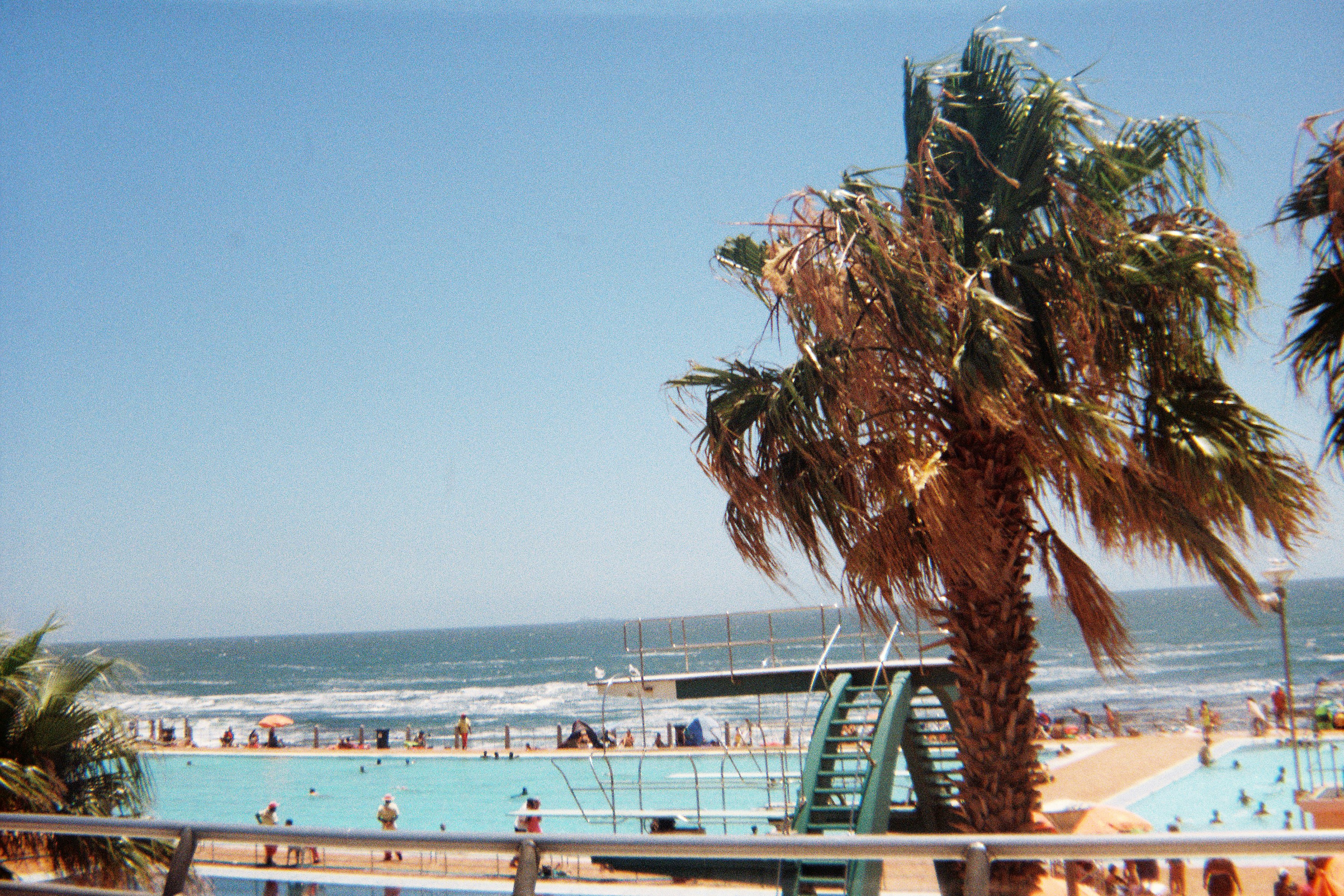 A palm tree next to a swimming pool photo Free Sea point Image on