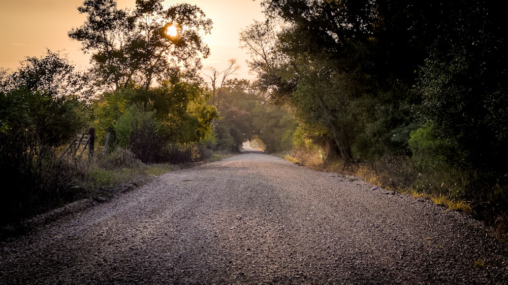 a dirt road surrounded by trees and bushes